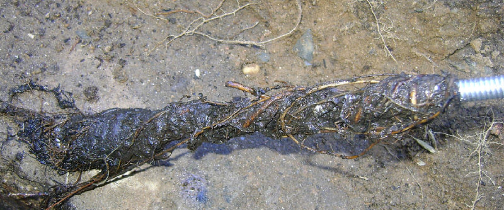 Le probleme canalisation d egout bouche par la racine d un arbre que dois je faire