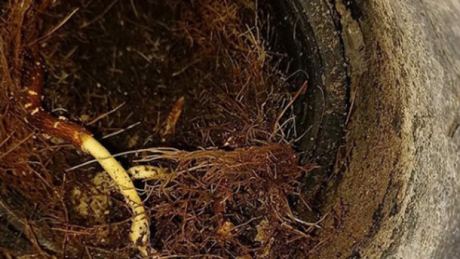 Canalisation d'égouts bouchée par des racines d'arbres